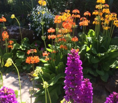 Read more about Primula Collection