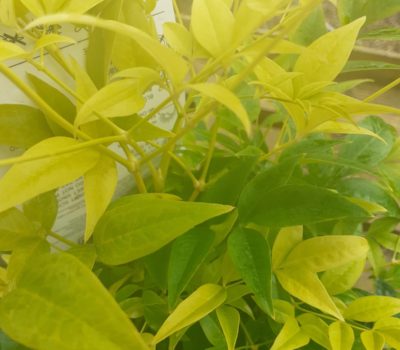 Read more about Nandina domestica 'Lemon Lime'