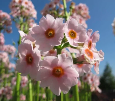 Read more about Primula japonica 'Apple blossom'