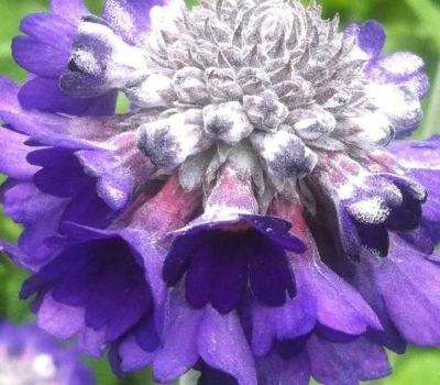 Read more about Primula capitata subsp. mooreana