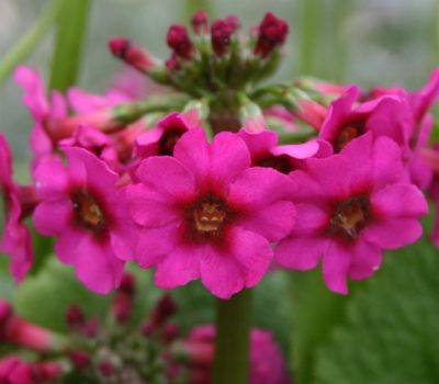 Read more about Primula pulverulenta