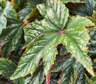 Read more about Begonia 'Gryphon'